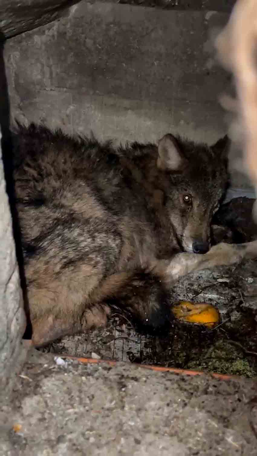 Zonguldak'ta Aç Kalan Kurt Köpek Barınağına Sığındı (6)