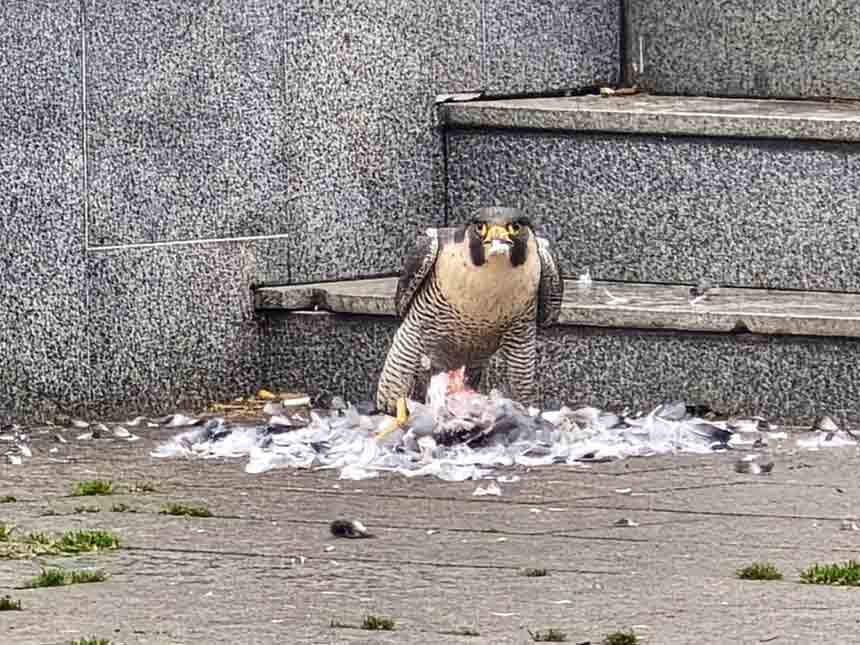 Doğan Güvercin Avlayıp Yedi (1)