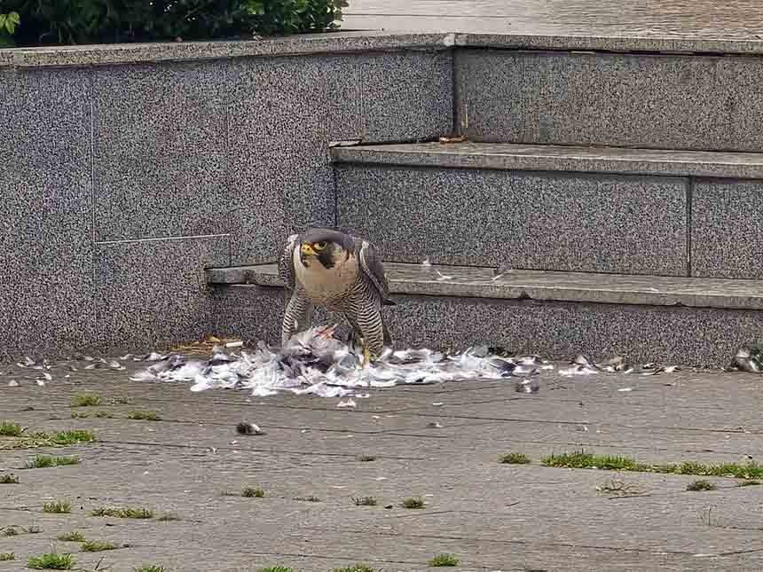 Doğan Güvercin Avlayıp Yedi (2)