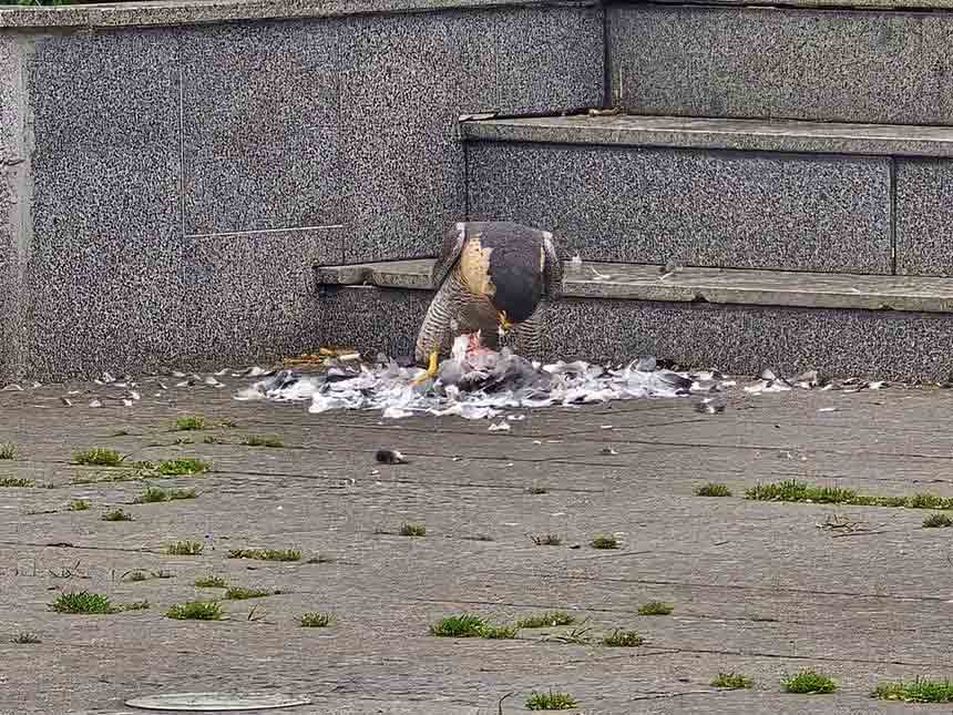 Doğan Güvercin Avlayıp Yedi (3)