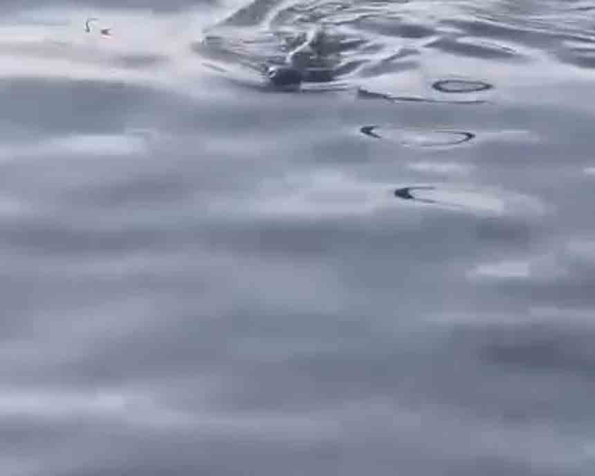 Limanda Su Samuralrı (2)