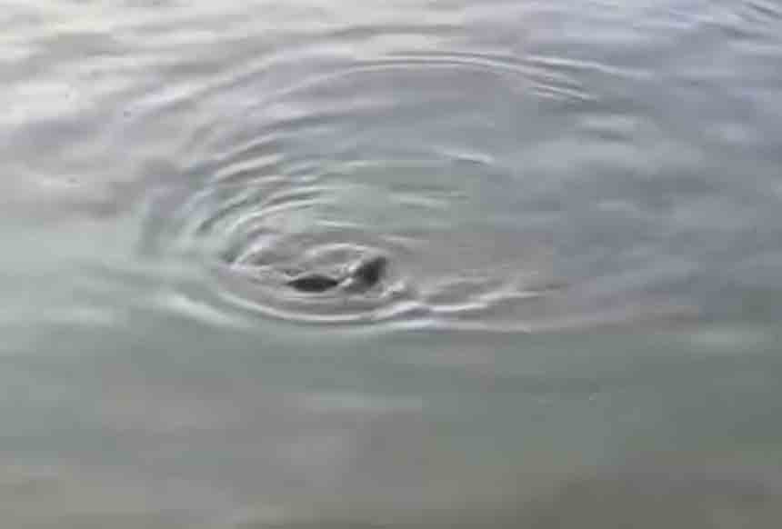 Limanda Su Samuralrı (3)