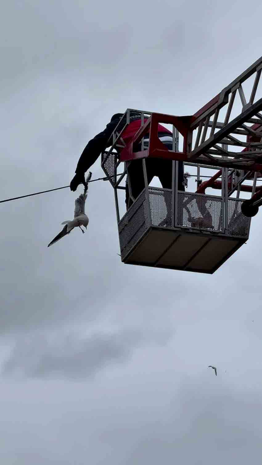 Tellerde Mahsur Kalan Martıyı Itfaiyeden Yardım Eli (3)