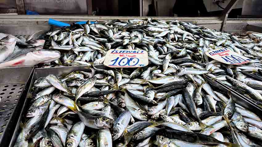 Tezgâhlarda Yeni Gözde Balık Hamsi Yerini İstavrite Bıraktı (4)