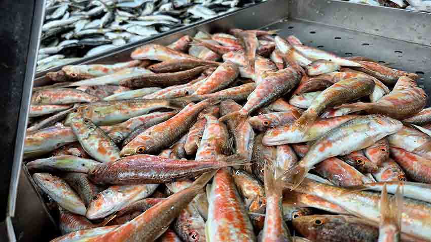 Tezgâhlarda Yeni Gözde Balık Hamsi Yerini İstavrite Bıraktı (5)