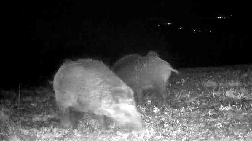 Vahşi Doğa Fotokapanlara Yakalandı (2)