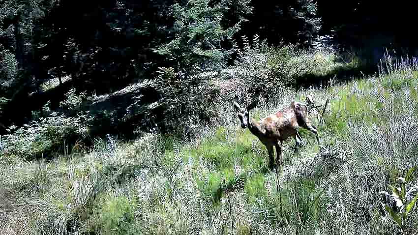 Vahşi Doğa Fotokapanlara Yakalandı (3)