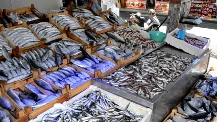 Hamsi Palamut Mezgit Ve Lüferde Plastik Partiküller Tespit Edildi