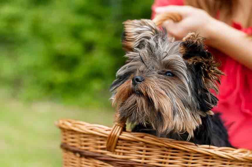 Yorkshire Terrier 3