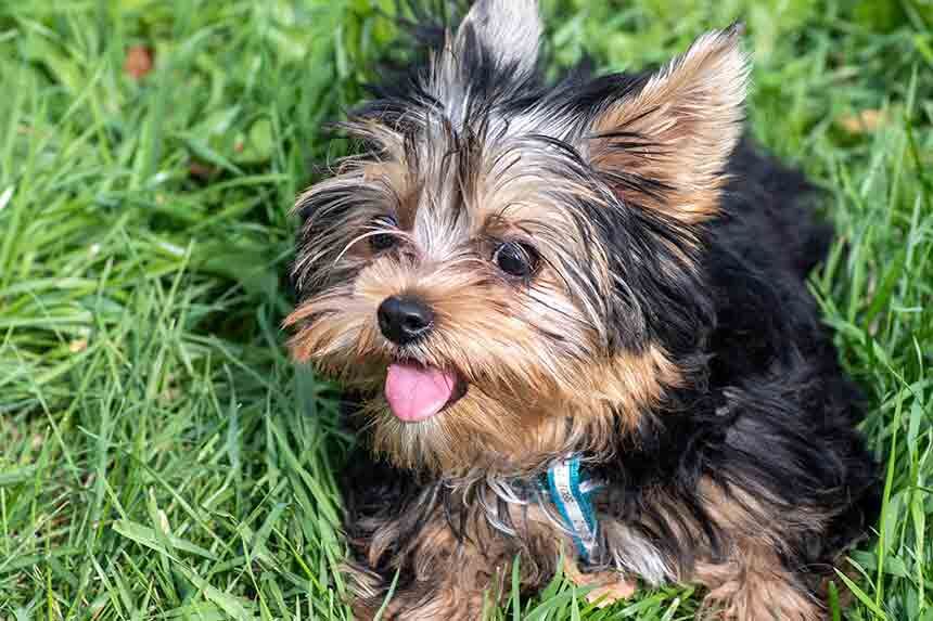 Yorkshire Terrier 4