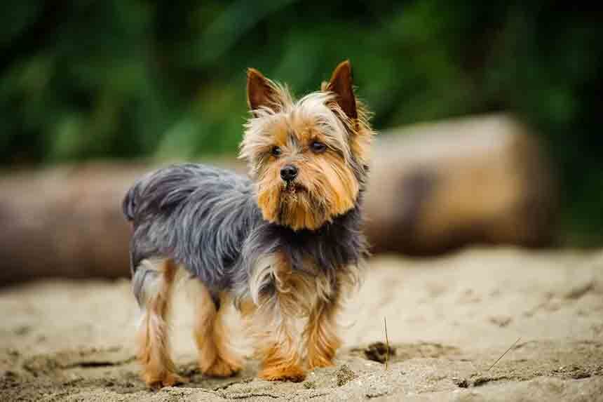 Yorkshire Terrier