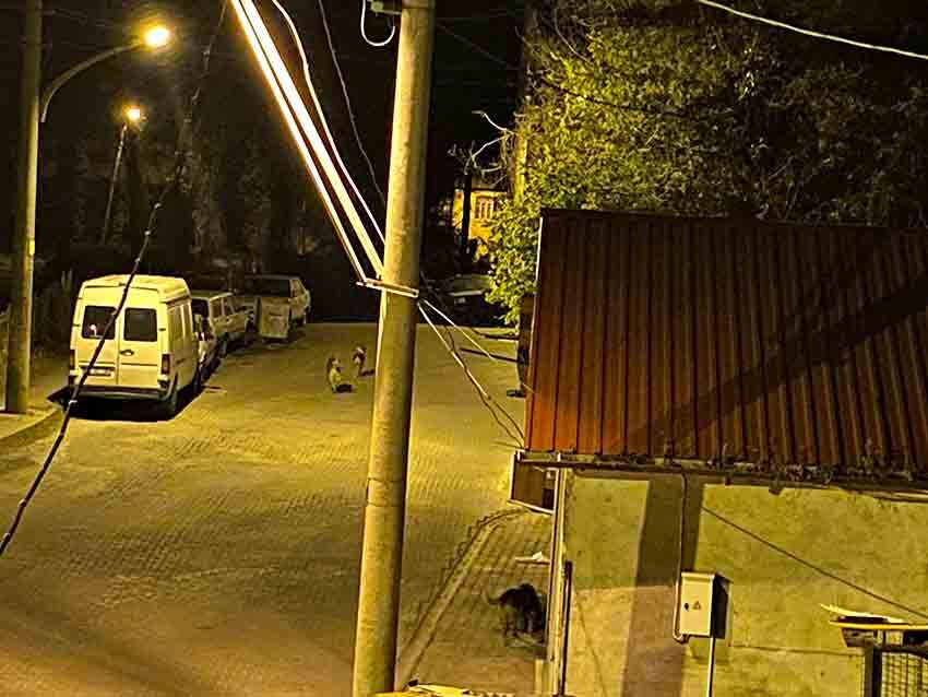 B A Ş I B O Ş K Ö P E K L E R K O R K U S A L I Y O R (1)