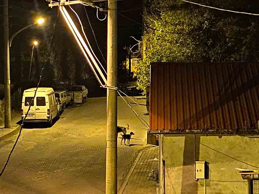 B A Ş I B O Ş K Ö P E K L E R K O R K U S A L I Y O R (2)