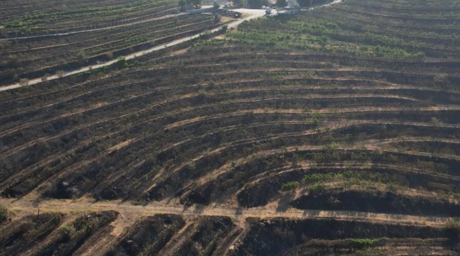 Alevler yılların emeğini kül etti...300 dönüm üzüm bağı ve tesis de küle döndü