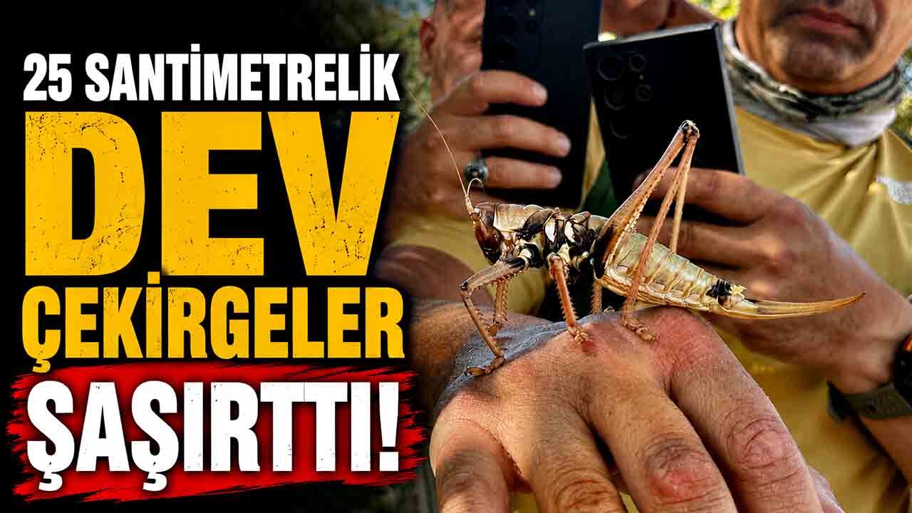 Etçil çekirgeler boyutlarıyla dikkat çekti