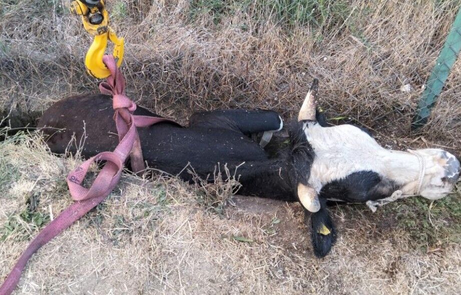 Bolu'da kanala düşen inek için itfaiye seferber oldu