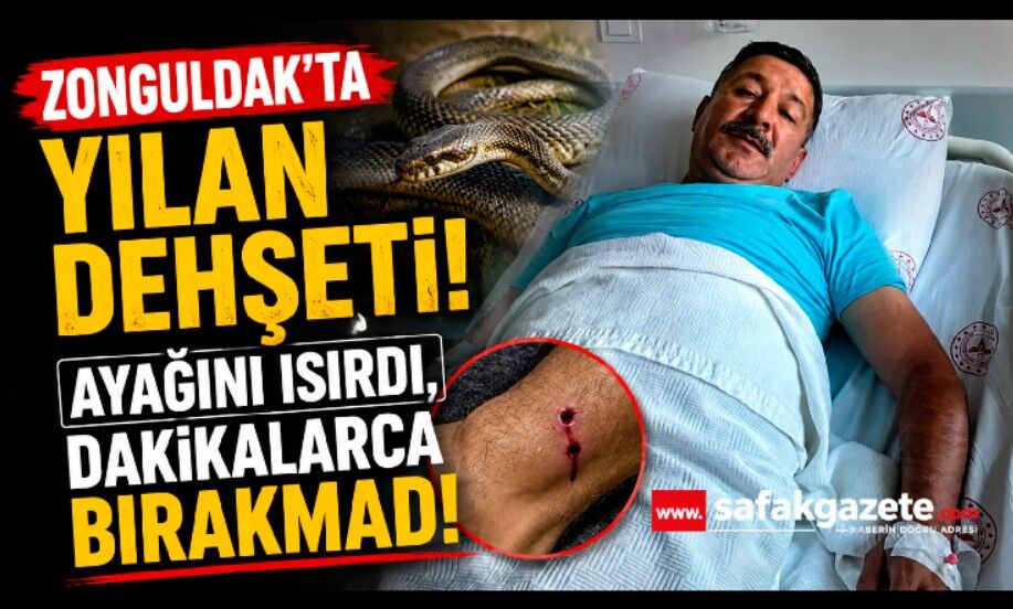 Zonguldak'ta Yılan Dehşeti! Ayağını Isırdı, Dakikalarca Bırakmadı