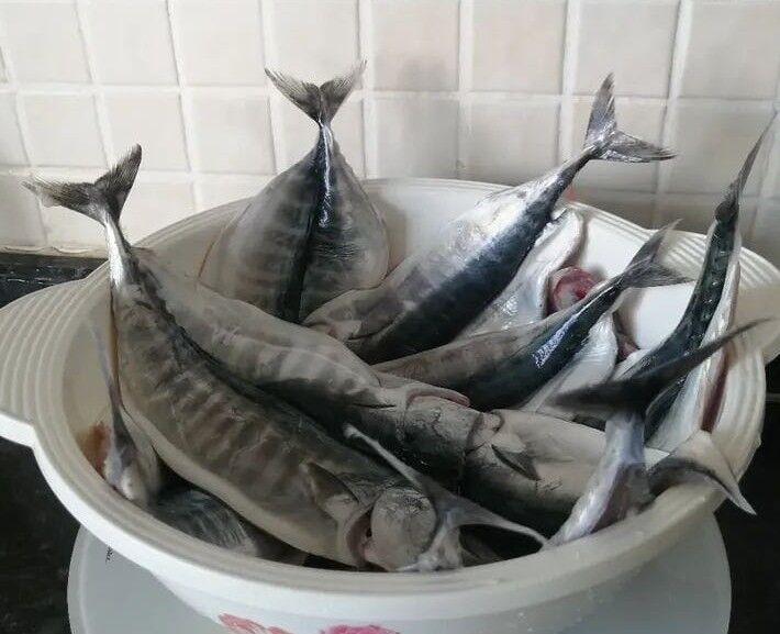 Palamut Bol Olacak 2