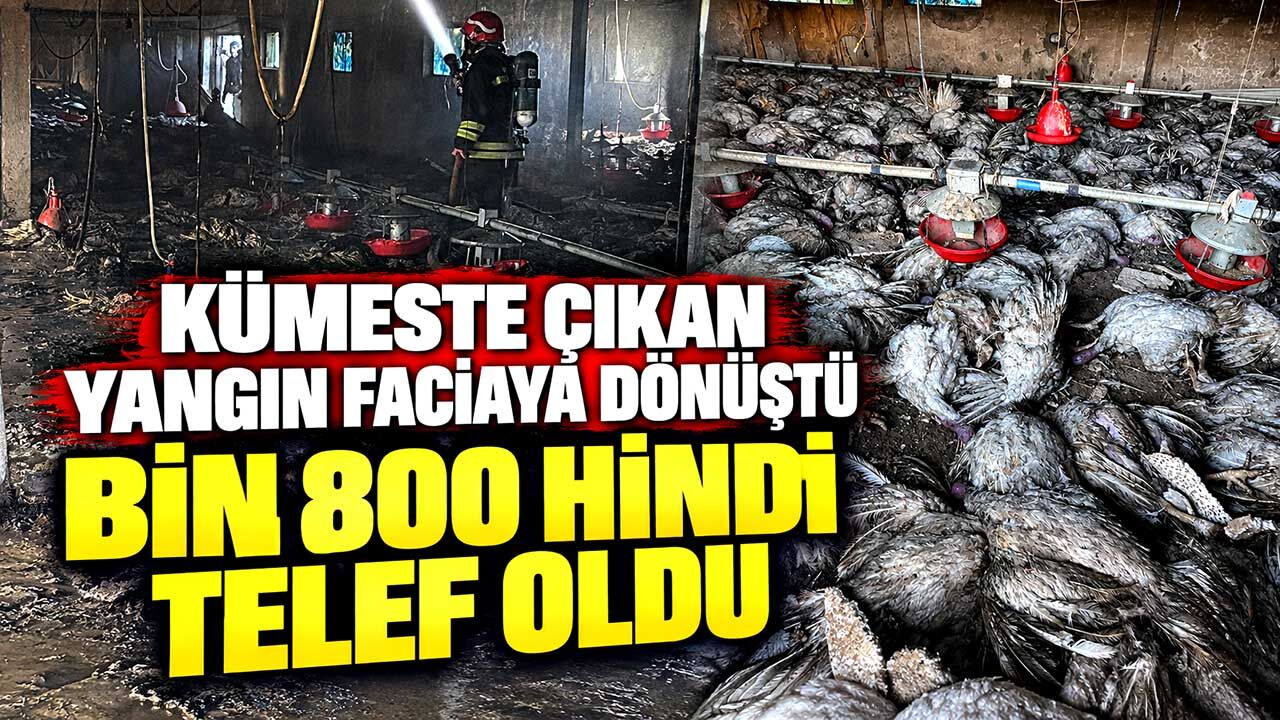 Kümeste çıkan yangın faciaya dönüştü; Bin 800 hindi telef oldu