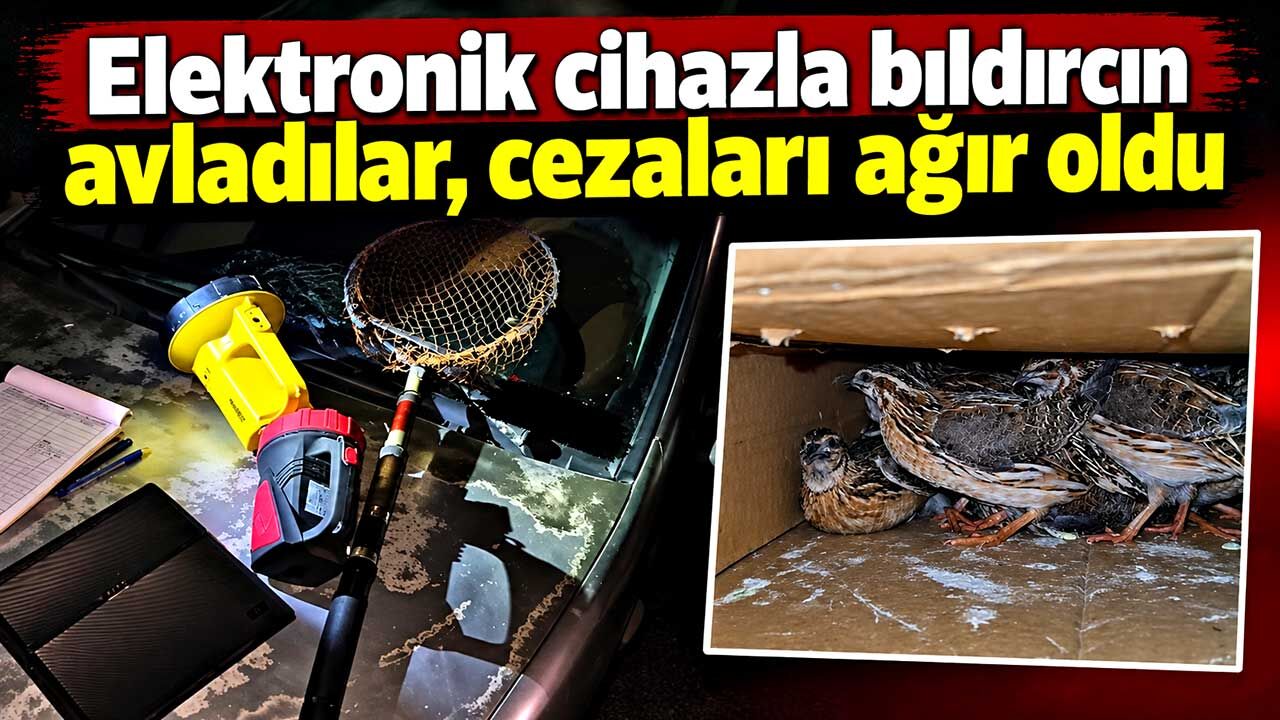 Elektronik cihazla bıldırcın avladılar, cezaları ağır oldu