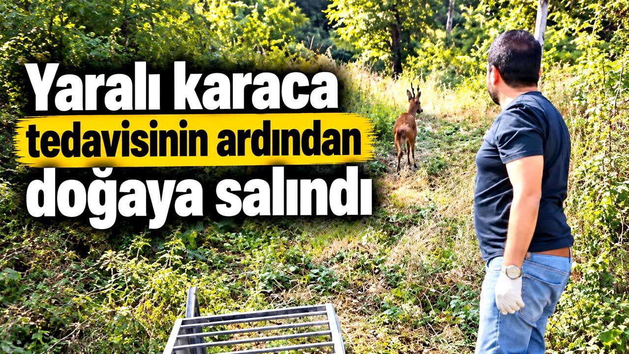 Yaralı karaca tedavisinin ardından doğaya salındı