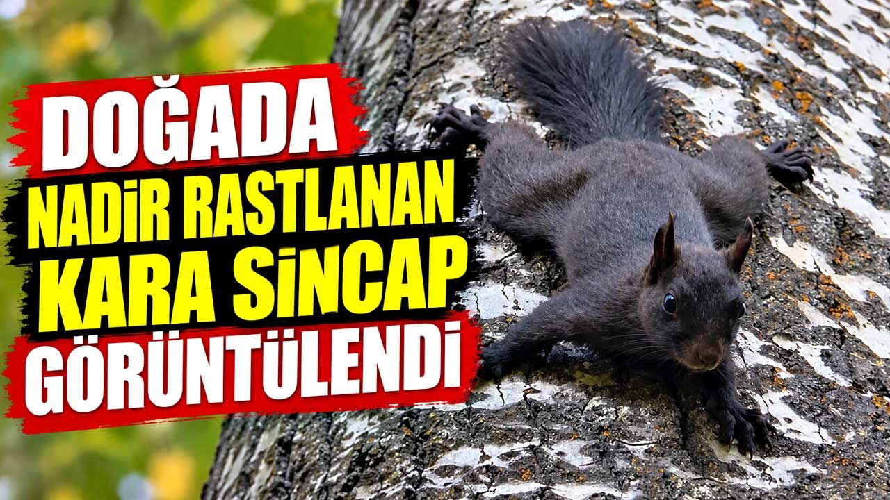 Doğada nadir rastlanan kara sincap görüntülendi