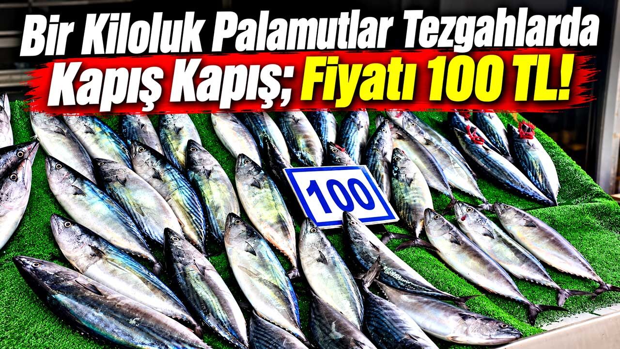 Bir Kiloluk Palamutlar Tezgahlarda Kapış Kapış; Fiyatı 100 TL!