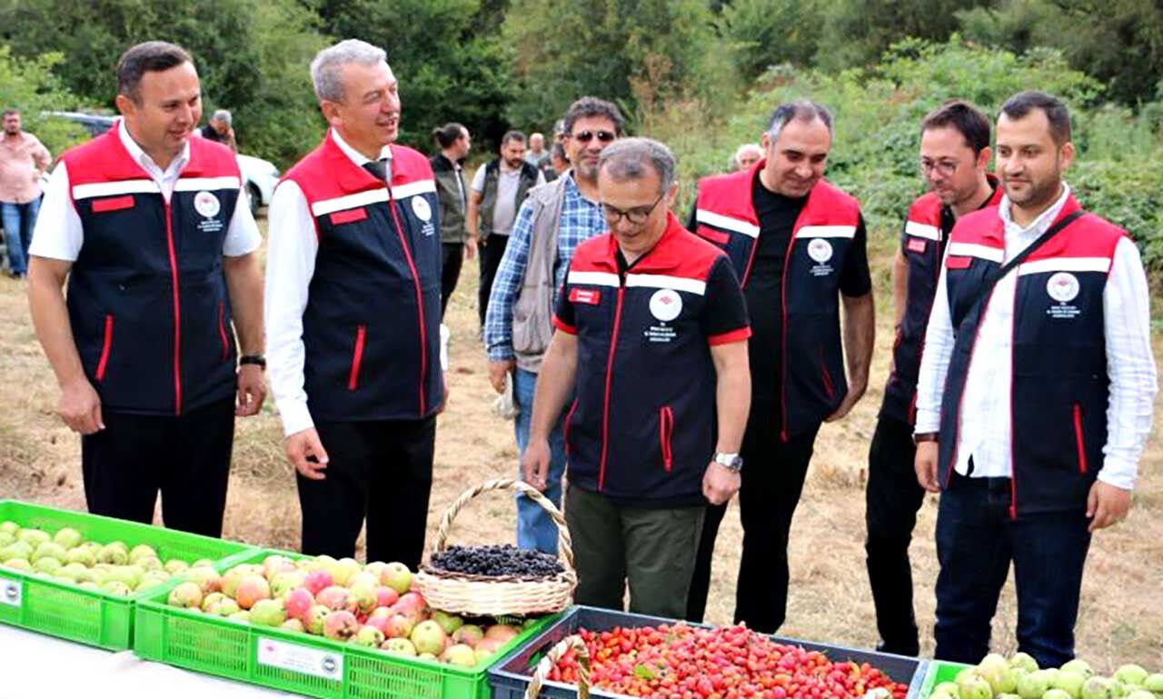 Bolu'da doğadan toplanan orman meyveleri gelir kapısı oldu