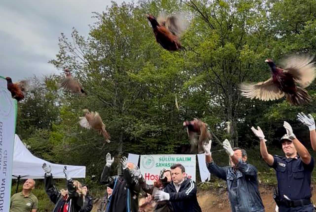 Bartın'da 300 sülün doğaya salındı