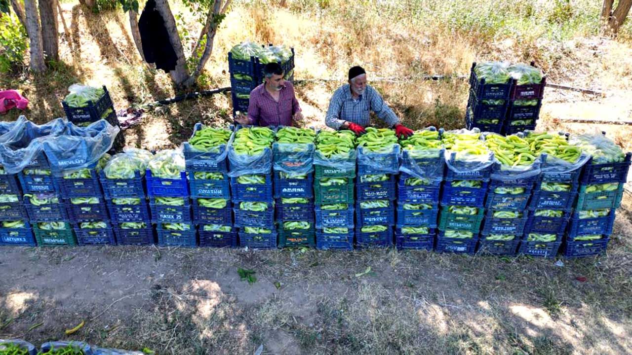 86 yaşındaki adam yetiştirdiği biberlerle bölgenin ihtiyacını karşılıyor