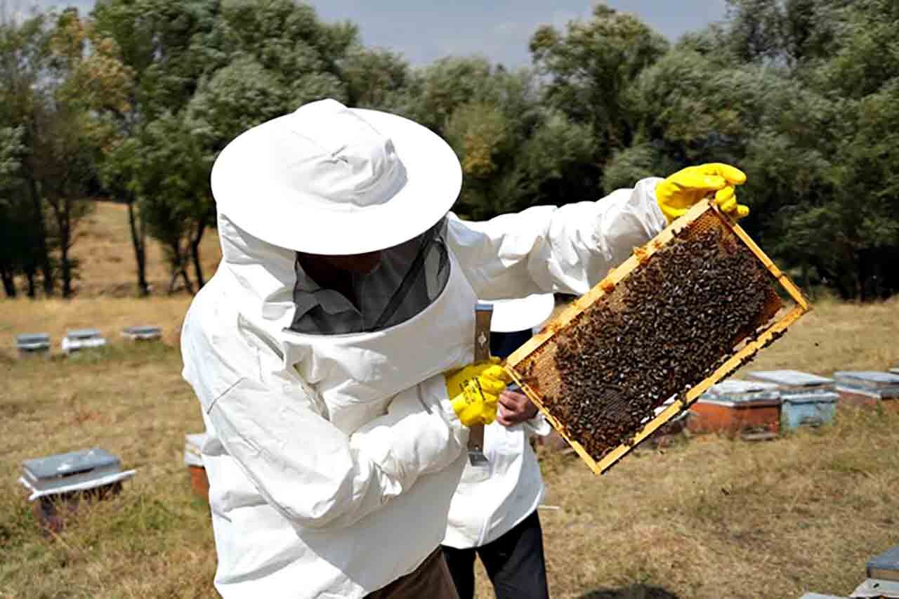Muş'ta bal hasadı tamamlandı: 700 ton bal elde edildi
