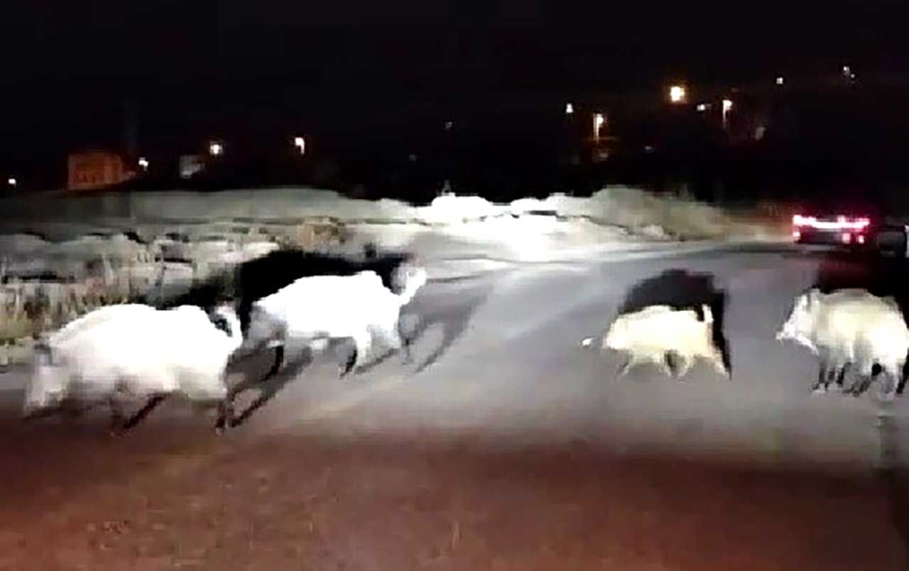 Karabük’te yaban domuzları mahalleye indi: Yol tarifi gülümsetti