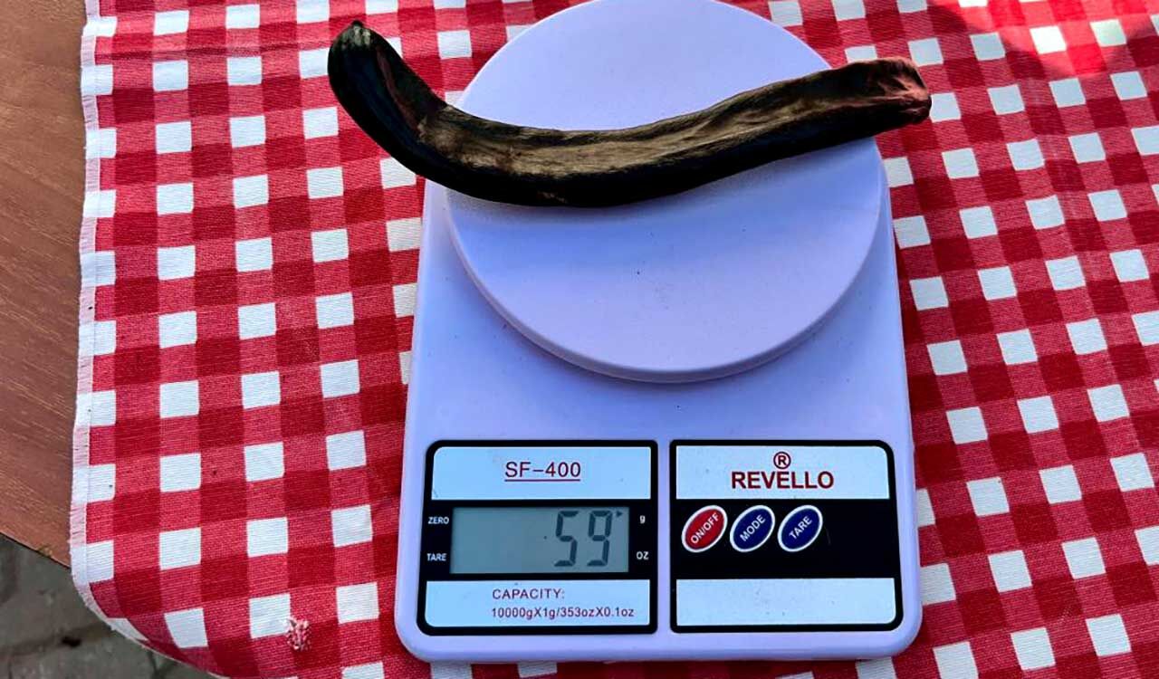 En ağır keçiboynuzu için yarıştılar: Birinci 59 gram