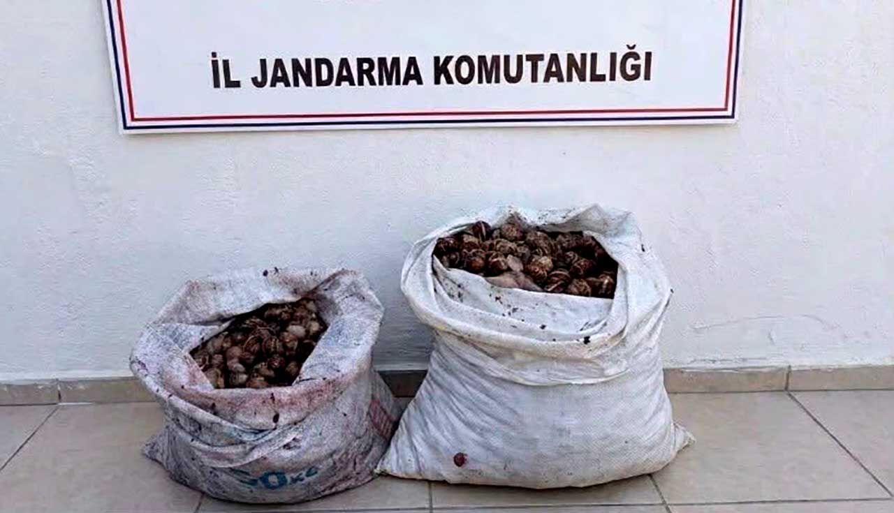 Kaçak salyangoz operasyonu: 60 kilo doğaya bırakıldı