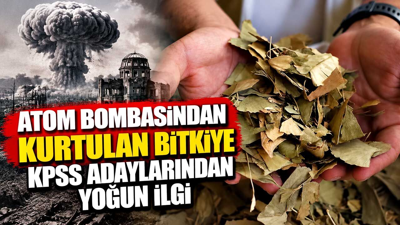 Atom bombasından kurtulan bitkiye KPSS adaylarından yoğun ilgi