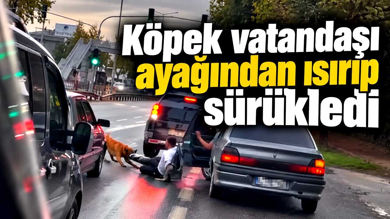 Köpek vatandaşı ayağından ısırıp sürükledi