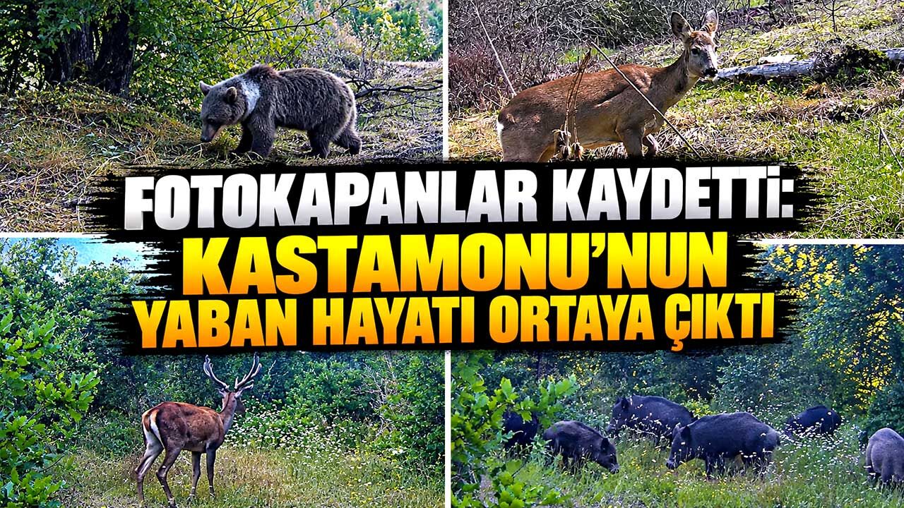 Kastamonu’da yaban hayatı fotokapanlara böyle yansıdı