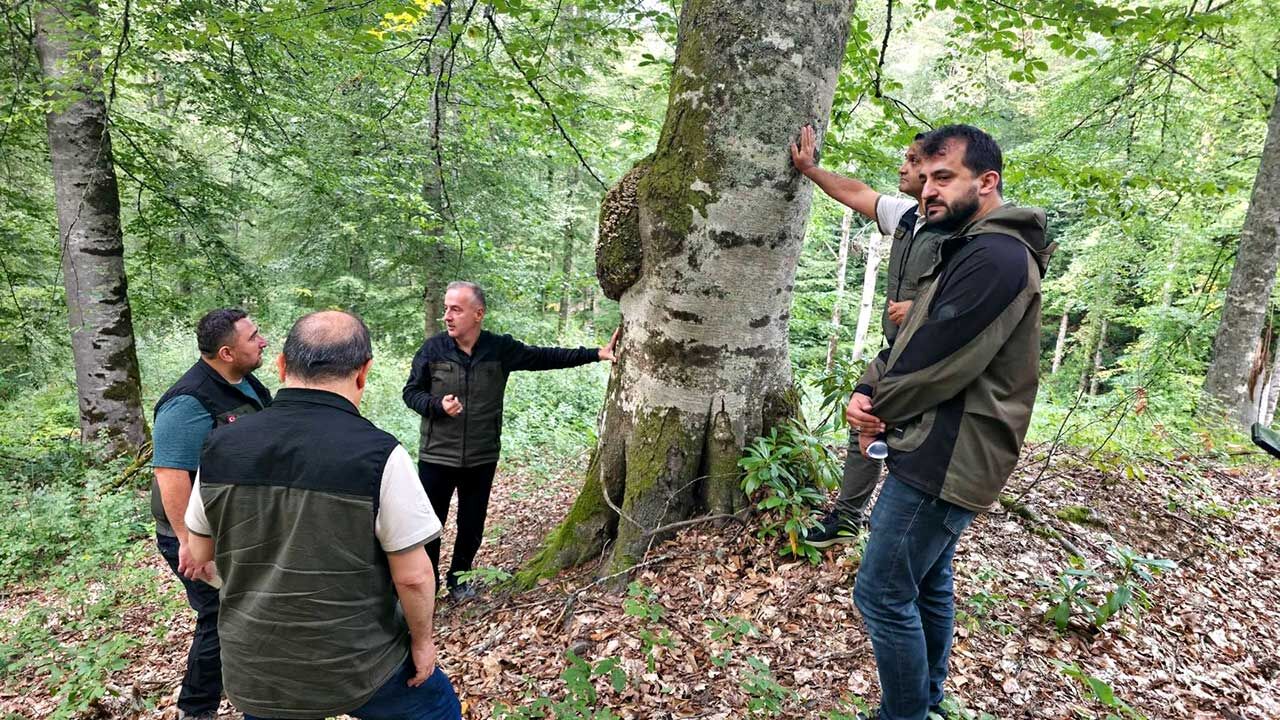 Sipahidağ’da yangının izleri siliniyor: 280 bin fidan dikilecek
