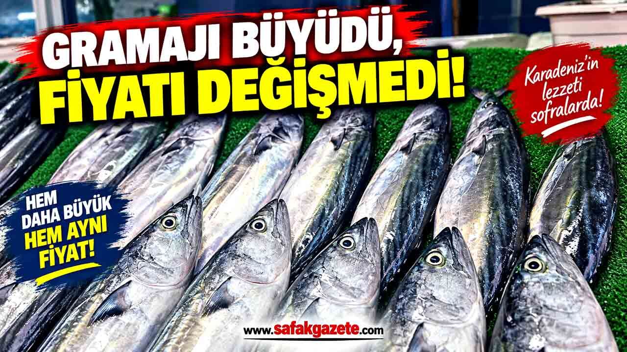 Zonguldak Tezgahlarında Palamut Bereketi: Gramajı Büyüdü, Fiyatı Değişmedi!