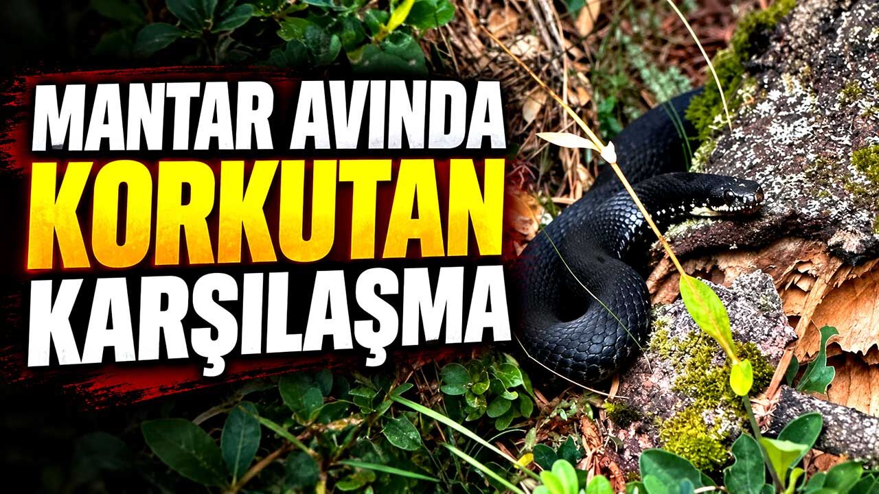 Hendek’te mantar avında korkutan karşılaşma