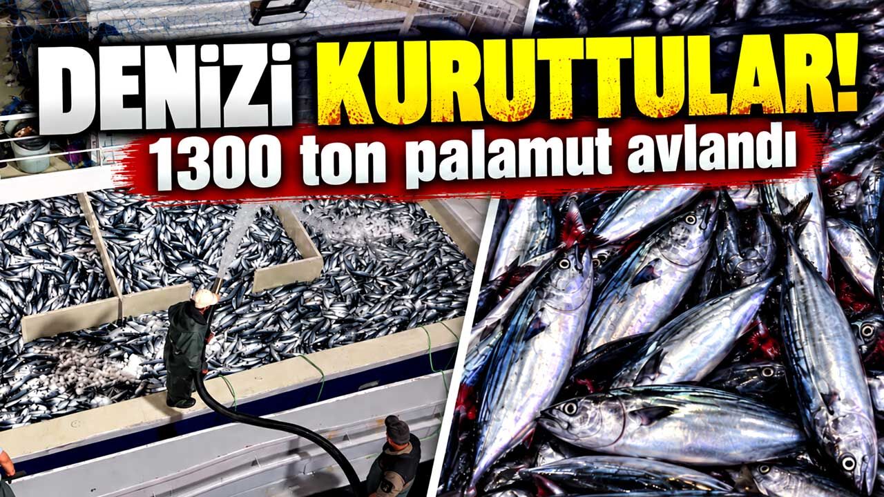 Denizi Kuruttular! 1300 Ton Palamut Avlandı