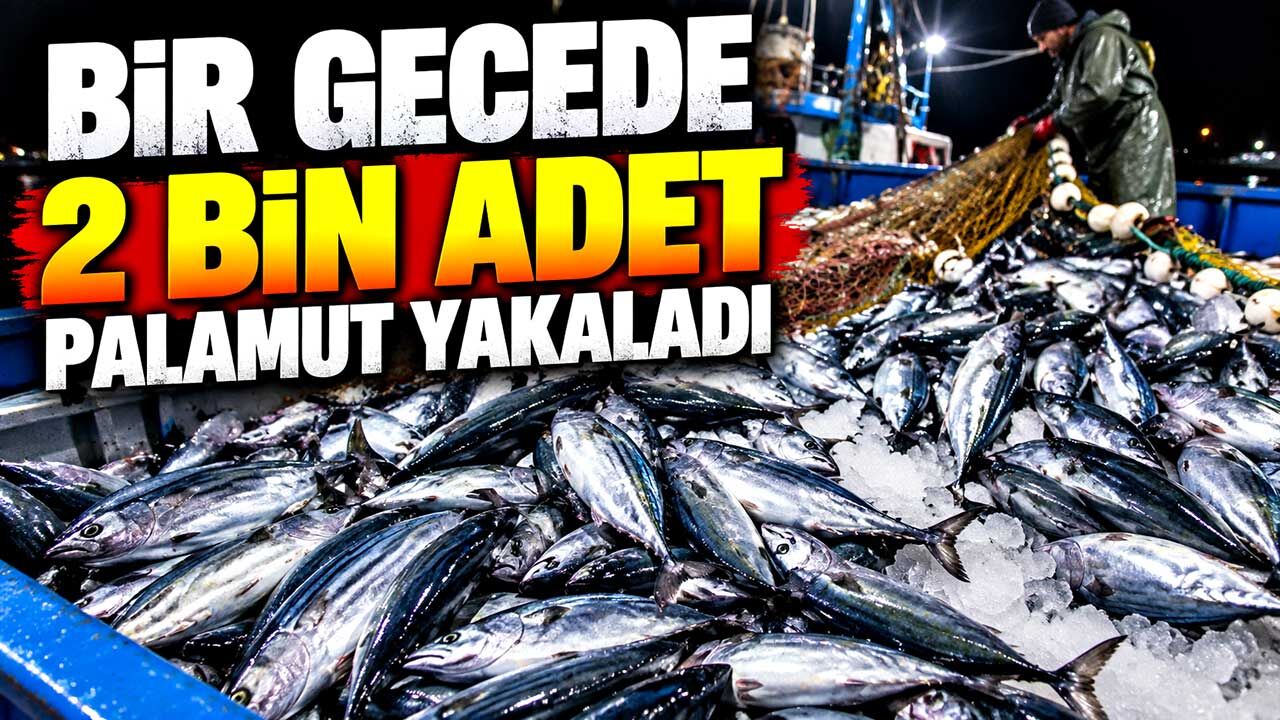 Bir gecede 2 bin adet palamut yakaladı
