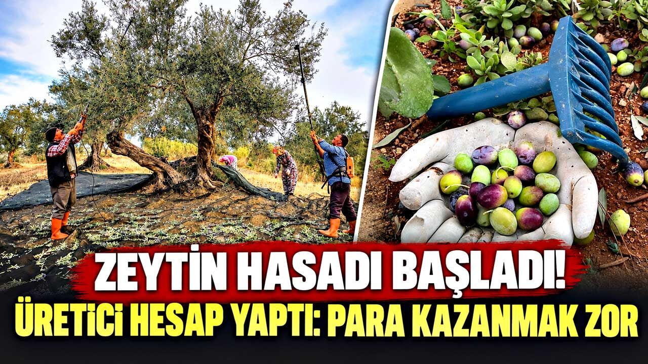 Zeytin hasadı başladı! Üretici hesap yaptı: Para kazanmak zor