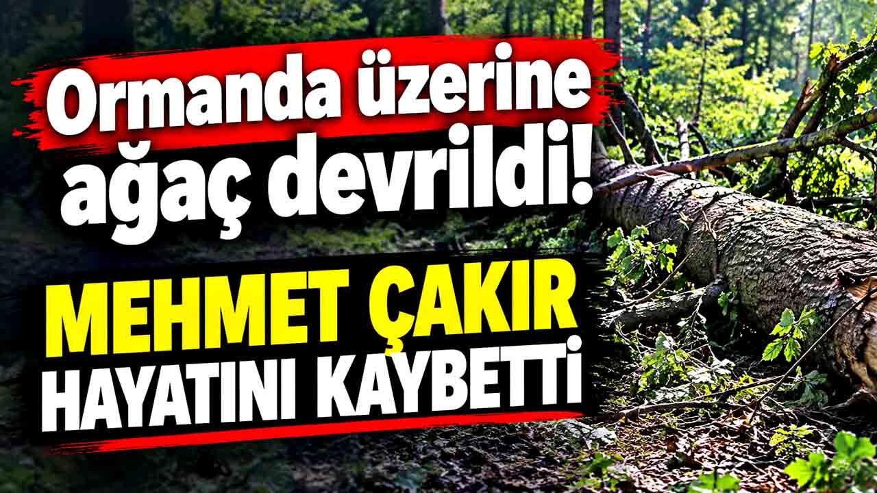 Üzerine ağaç devrilen şahıs hayatını kaybetti