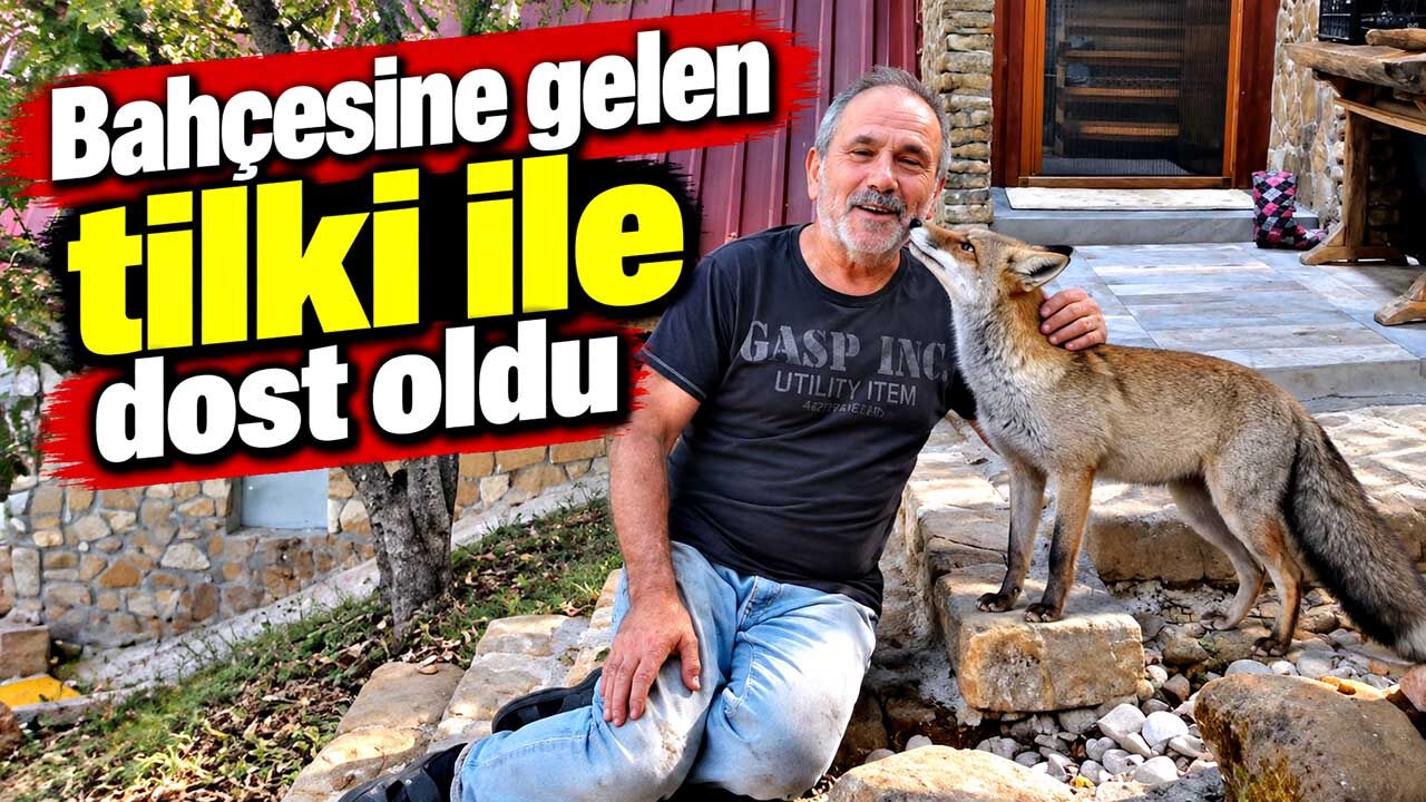 Bahçesine gelen tilki ile dost oldu