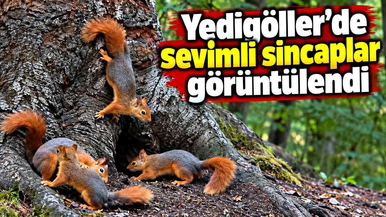 Yedigöller'de sevimli sincaplar görüntülendi