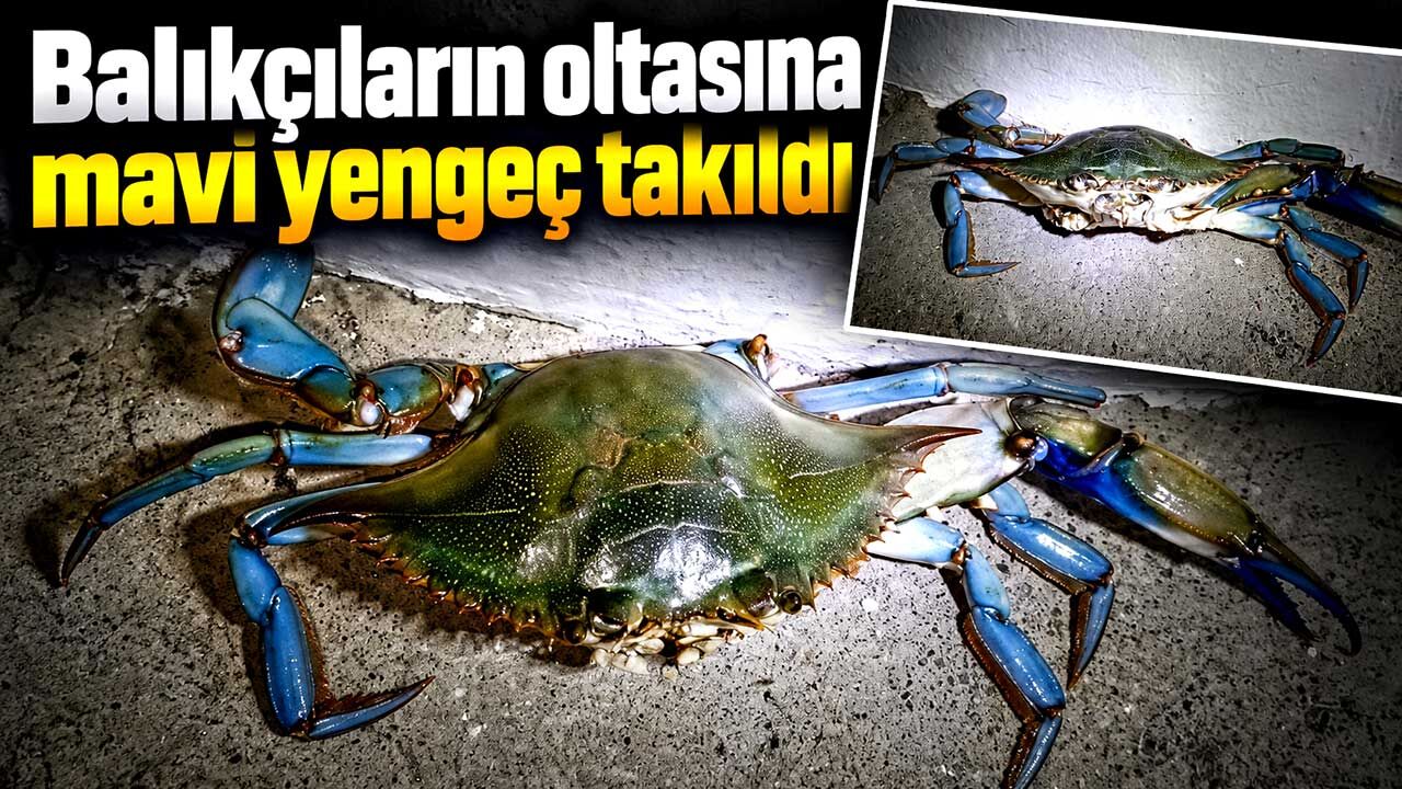 Balıkçıların oltasına mavi yengeç takıldı