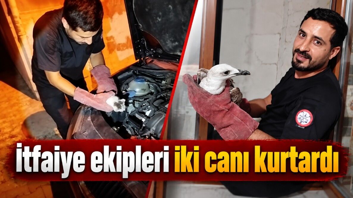 Devrek itfaiyesinden martı ve kedi operasyonu
