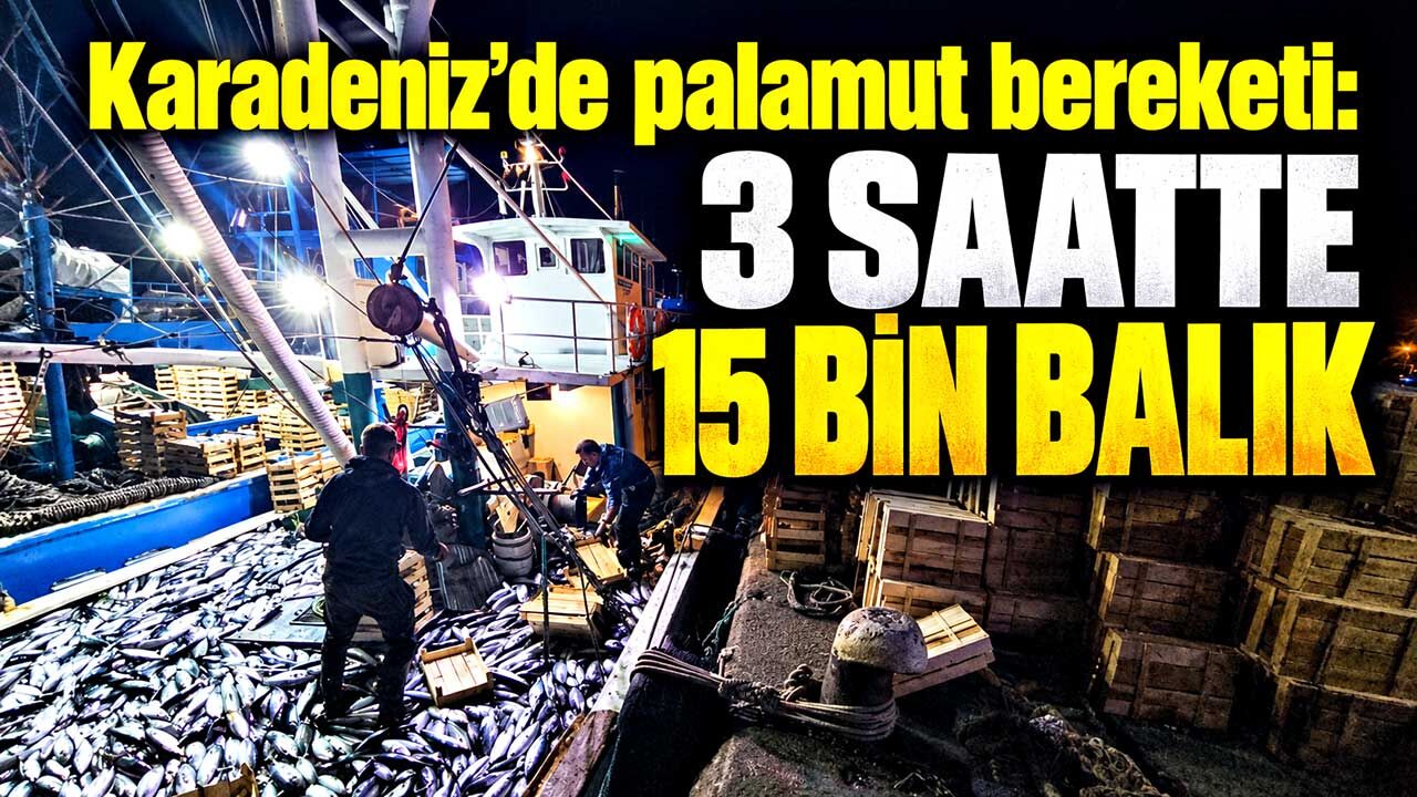 Karadeniz’de palamut bereketi: 3 saatte 15 bin balık