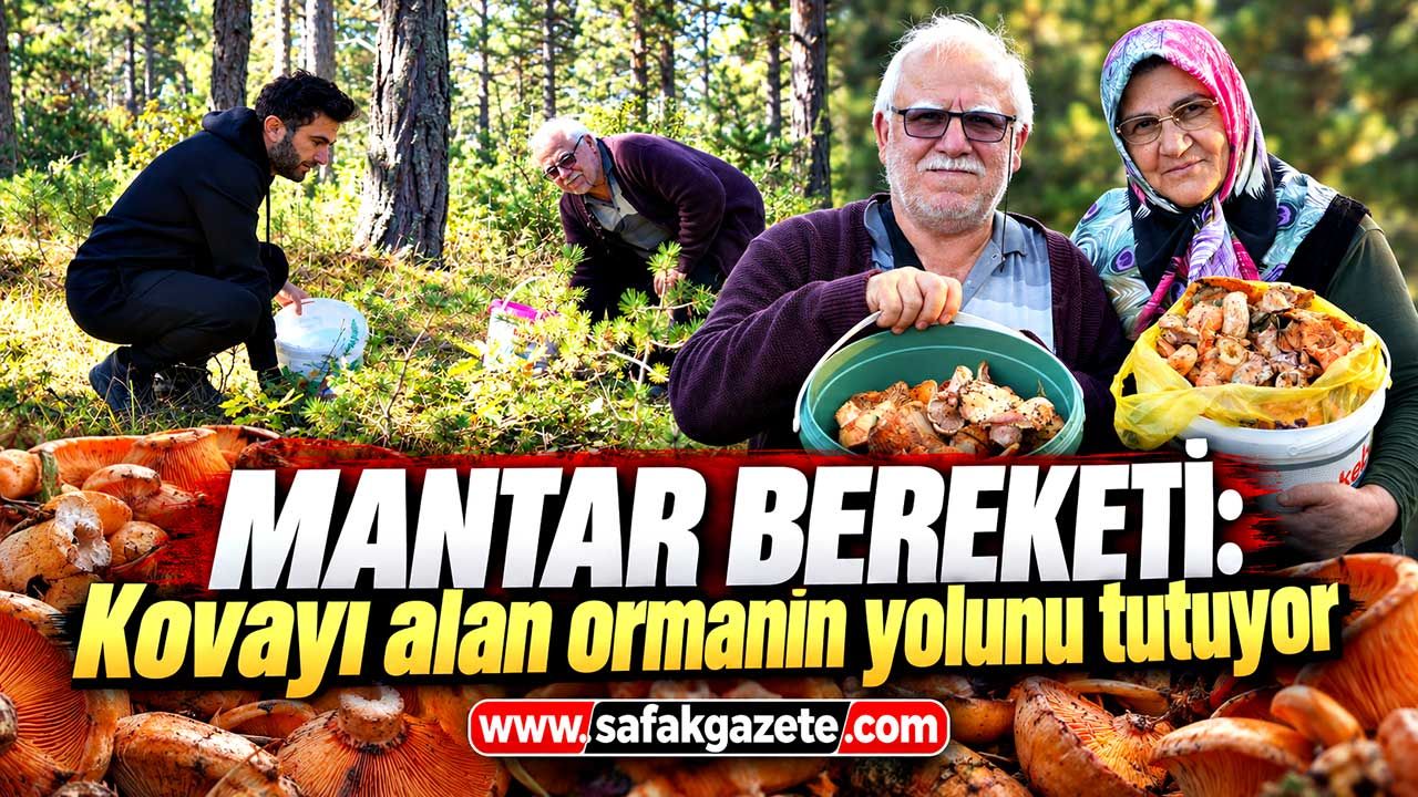 Mantar bereketi: Kovayı alan ormanın yolunu tutuyor